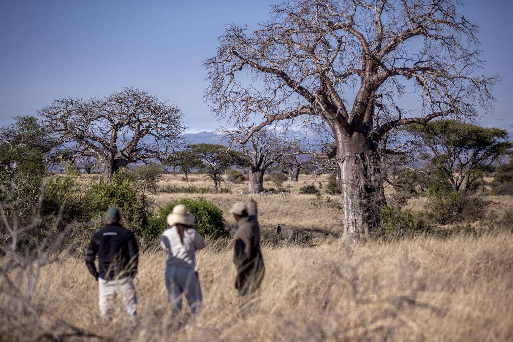 Tarangire national park walking safari