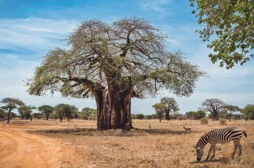 Tanzania national parks and destinations