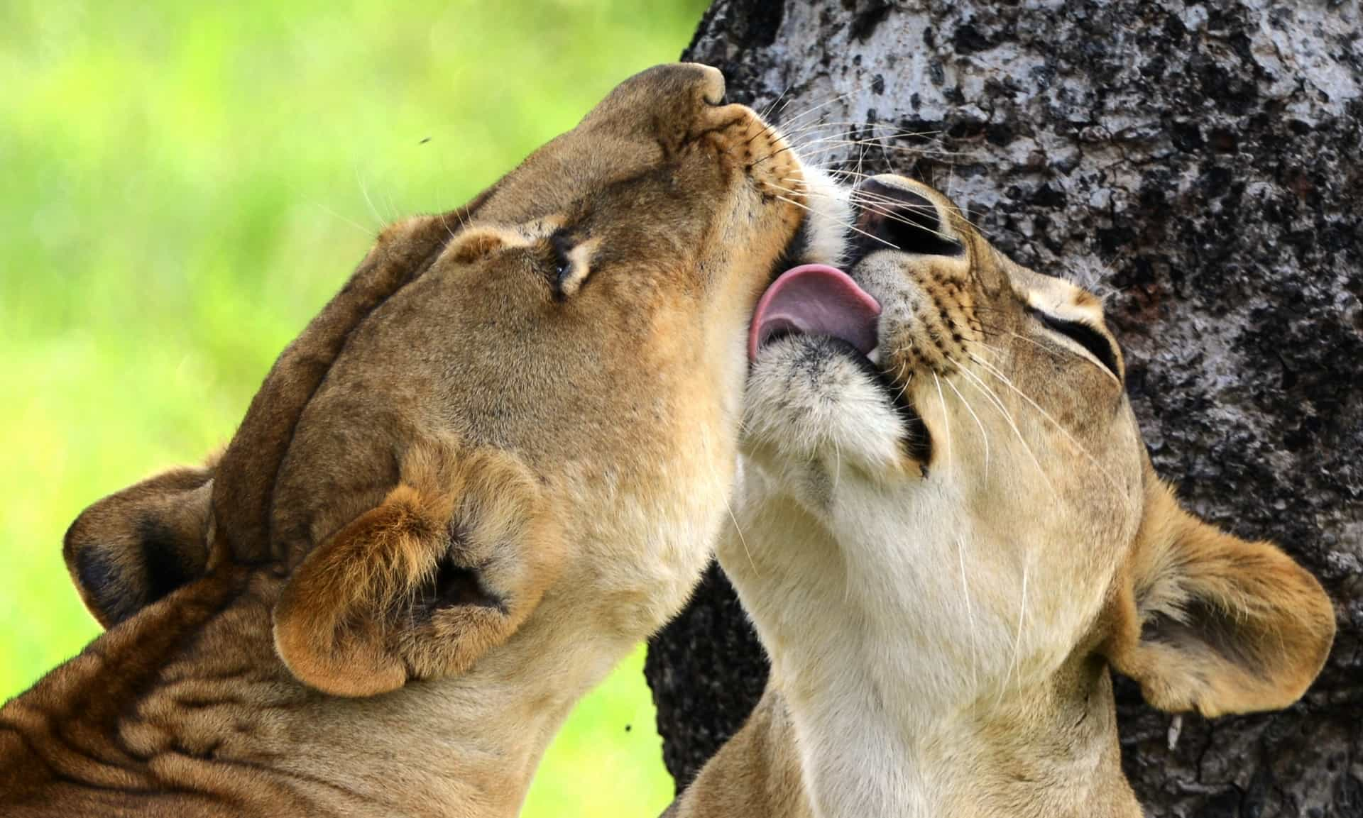 Honeymoon in Tanzania