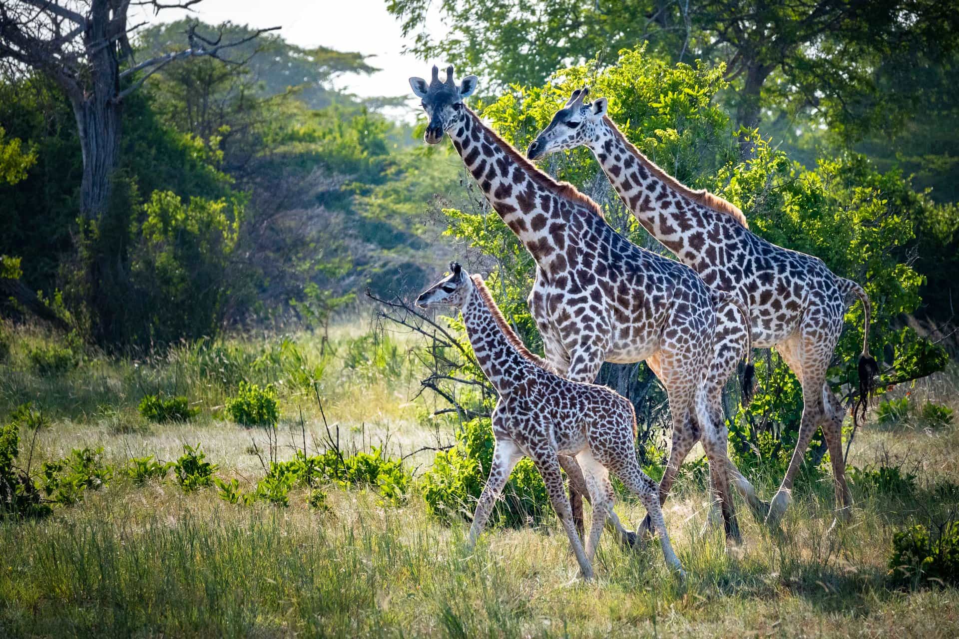 family safari holidays tanzania